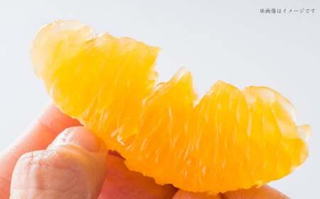 熊本県産 デコポン 約5kg 蜜柑 みかん 柑橘 果物 くだもの フルーツ  【2026年3月上旬発送開始】