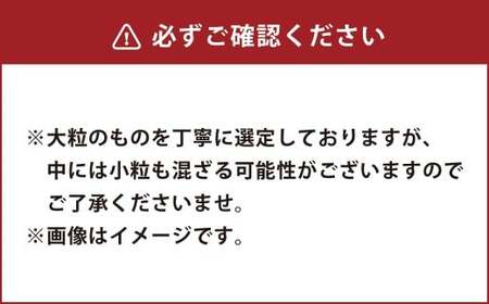 熊本県産 大粒 冷凍ブルーベリー 2kg（500g×4パック） フルーツ 果物 くだもの 冷凍 ブルーベリー 国産