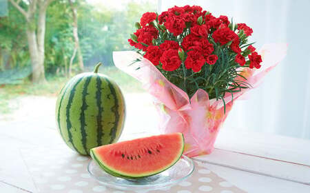 《 母の日 》 小玉スイカ1玉とカーネーション1鉢 【2026年5月上旬発送(母の日)】 先行予約 果物 スイカ 花 カーネーション 贈答 ギフト 贈り物
