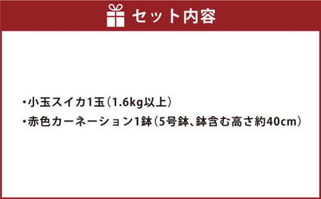 《 母の日 》 小玉スイカ1玉とカーネーション1鉢 【2026年5月上旬発送(母の日)】 先行予約 果物 スイカ 花 カーネーション 贈答 ギフト 贈り物
