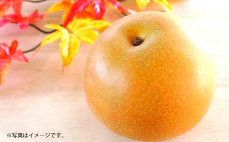 吉野梨 秋月 約5kg 【2026年9月上旬発送開始】 なし ナシ 梨 秋月梨 果物 くだもの フルーツ 熊本県産
