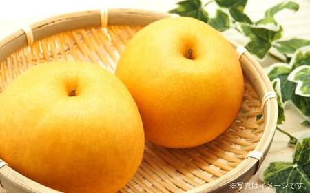 吉野梨 新高 約5kg 【2026年9月下旬発送開始】 なし ナシ 梨 新高梨 果物 くだもの フルーツ 熊本県産