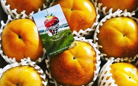 熊本県産 プレミアム 太秋柿 約2.5kg  【2026年10月上旬発送開始】 フルーツ くだもの 果物 柿 かき カキ たしゅうかき