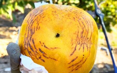 熊本県産 プレミアム 太秋柿 約2.5kg  【2026年10月上旬発送開始】 フルーツ くだもの 果物 柿 かき カキ たしゅうかき