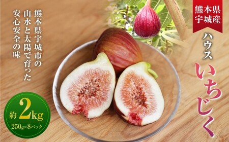 ハウスイチジク 約2kg （約250g×8パック）【2026年6月上旬発送開始】 果物 フルーツ いちじく イチジク 旬 旬の果物 旬のフルーツ 熊本県 合同会社宝ファーム