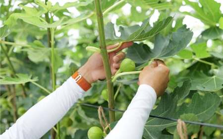 ハウスイチジク 約2kg （約250g×8パック）【2026年6月上旬発送開始】 果物 フルーツ いちじく イチジク 旬 旬の果物 旬のフルーツ 熊本県 合同会社宝ファーム