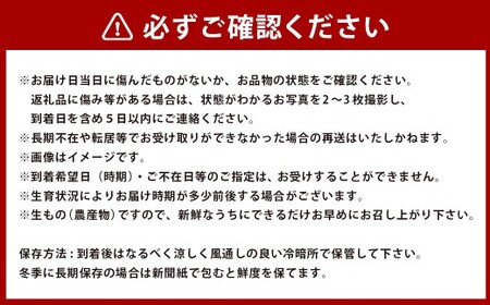 さつまいも食べ比べ（シルクスイート／紅はるか／金時）計約5kg【2026年12月下旬発送開始】さつま芋 さつまいも 芋 いも 食べ比べ 野菜 お野菜 やさい 5kg 熊本産 国産 シルクスイート 紅はるか 金時 べにはるか きんとき 3種類