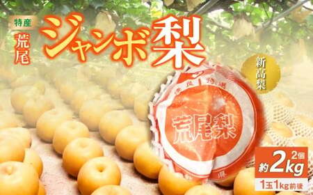 特産荒尾ジャンボ梨2個 約2kg 【2026年10月上旬発送開始】 果物 フルーツ なし 梨 くだもの