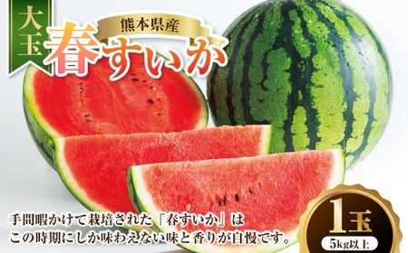 熊本県産 大玉春すいか 1玉 熊本県 果物 くだもの フルーツ 熊本県産 国産 スイカ 西瓜 春スイカ 春すいか 春 【 2026年4月上旬発送開始 】