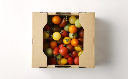 【年12回定期便】カラフルミニトマト1kg 合計12kg トマト ミニトマト