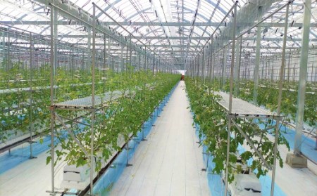 【年6回定期便】カラフルミニトマト1kg 合計6kg トマト ミニトマト