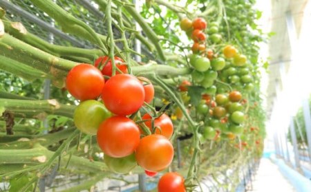 【年4回定期便】カラフルミニトマト 1kg 合計4kg トマト ミニトマト