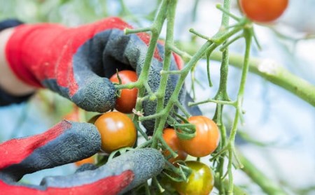 【年4回定期便】カラフルミニトマト 1kg 合計4kg トマト ミニトマト
