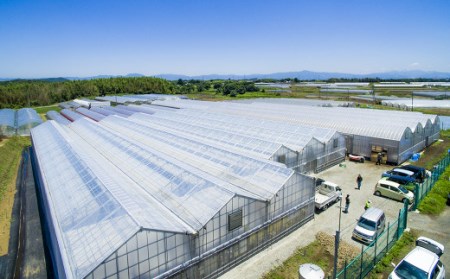 【年4回定期便】カラフルミニトマト 1kg 合計4kg トマト ミニトマト