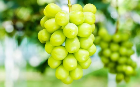 シャインマスカット 2房 合計約1.2kg ぶどう ブドウ 葡萄【2024年8月下旬発送開始】