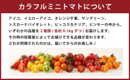 【2024年2月上旬発送開始】熊本の トマト 三昧(ミニ2kg＋桃太郎トマト14個) とまと ミニトマト