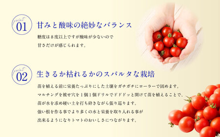 年3回 定期便 /2024年1月発送開始】【塩トマト のような フルーツ ...
