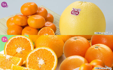 【2025年1月より6か月連続発送】熊本便り！旬の柑橘堪能定期便