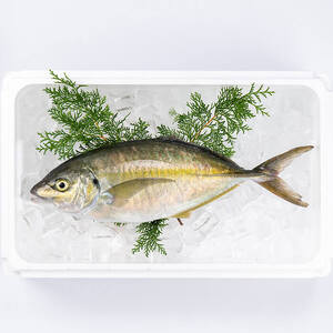 鮮魚 シマアジ (1本・約1kg) 鯵 アジ あじ しまあじ 獲れたて 神経締め 塩焼き 刺身 魚介 海鮮 【opba011】【海べ】