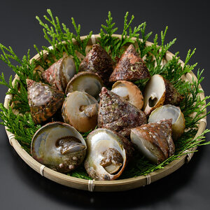 陣笠にな (約2kg) 魚介 貝 にな ニナ 海鮮 バーベキュー 【opba013】【海べ】