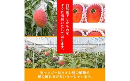 宮崎県産完熟マンゴー[青秀] 合計約2kg（4～6玉）