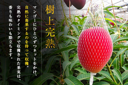 ≪先行予約≫ 宮崎県産 完熟マンゴー「太陽のタマゴ」約3kg 計6～9玉 2026年発送 ブランド 南国 トロピカル フルーツ 果物 くだもの 化粧箱入り