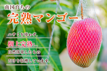 ◆宮崎県産 完熟マンゴー(9玉)