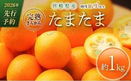 ≪先行予約≫ 宮崎県産 完熟きんかん「たまたま」約1kg 糖度16度以上 ブランド 金柑 柑橘 果物 くだもの フルーツ 2026年発送