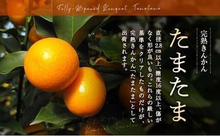 ≪先行予約≫ 宮崎県産 完熟きんかん「たまたま」約1kg 糖度16度以上 ブランド 金柑 柑橘 果物 くだもの フルーツ 2026年発送