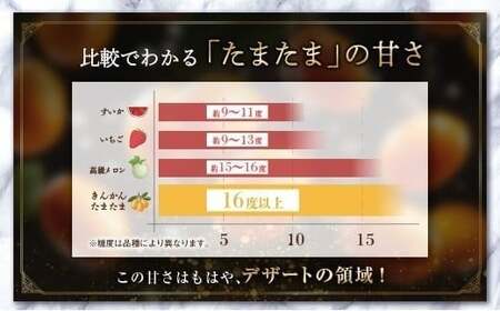 ≪先行予約≫ 宮崎県産 完熟きんかん「たまたま」約1kg 糖度16度以上 ブランド 金柑 柑橘 果物 くだもの フルーツ 2026年発送