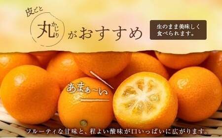 ≪先行予約≫ 宮崎県産 完熟きんかん「たまたま」約1kg 糖度16度以上 ブランド 金柑 柑橘 果物 くだもの フルーツ 2026年発送