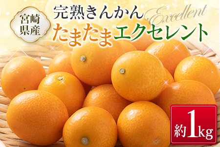 ◇宮崎県産 完熟きんかん「たまたまエクセレント」 糖度18度以上 約1kg