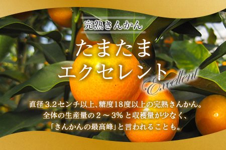 ◇宮崎県産 完熟きんかん「たまたまエクセレント」 糖度18度以上 約1kg