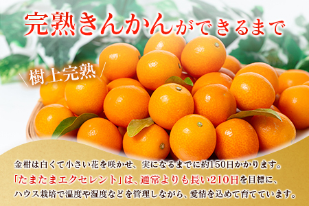 ◇宮崎県産 完熟きんかん「たまたまエクセレント」 糖度18度以上 約1kg