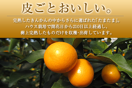 ◆宮崎県産 完熟きんかん「たまたま」 糖度16度以上 約3kg