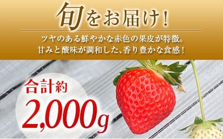 ◆宮崎県産いちご「恋みのり」(計8パック)