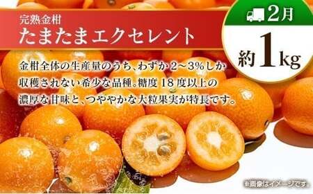 【偶数月 6回定期便】旬 人気 フルーツ 南国宮崎産 太陽のタマゴ きんかん シャインマスカット 日向夏 梨 みかん 柑橘 マンゴー ぶどう 果物 詰め合わせ＜A-2コース M120＞