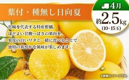 【偶数月 6回定期便】旬 人気 フルーツ 南国宮崎産 太陽のタマゴ きんかん シャインマスカット 日向夏 梨 みかん 柑橘 マンゴー ぶどう 果物 詰め合わせ＜A-2コース M120＞