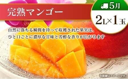 【奇数月 6回定期便】旬 人気 フルーツ 南国宮崎産 マンゴー ピオーネ いちご みかん メロン 日向夏 柑橘 ぶどう 果物 詰め合わせ 宮崎県 九州<C-1コース M310>