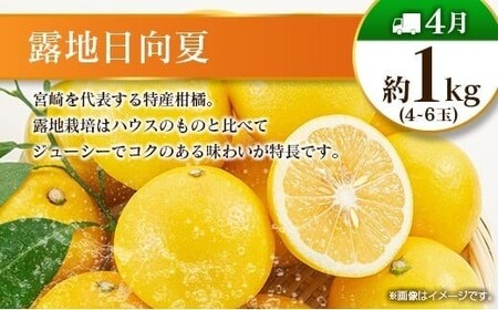 【偶数月 6回定期便】旬 人気 フルーツ 南国宮崎産 マンゴー 金柑たまたま シャインマスカット みかん 梨 日向夏 柑橘 きんかん ぶどう 果物 詰め合わせ 宮崎県 九州＜C-2コース M320＞