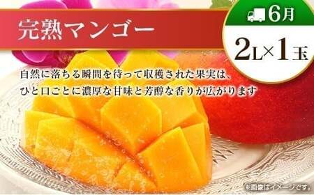 【偶数月 6回定期便】旬 人気 フルーツ 南国宮崎産 マンゴー 金柑たまたま シャインマスカット みかん 梨 日向夏 柑橘 きんかん ぶどう 果物 詰め合わせ 宮崎県 九州＜C-2コース M320＞