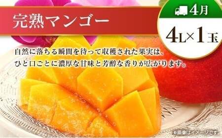 【12回定期便】旬 人気 フルーツ 南国宮崎産 マンゴー ライチ 金柑たまたまエクセレント シャインマスカット ピオーネ いちご みかん 梨 柑橘 太陽のタマゴ きんかん たまたま ぶどう 果物 詰め合わせ 宮崎県 九州 1年 毎月お届け<Dコース M400>