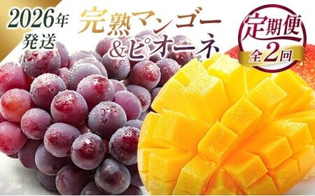 ＜2026年発送＞ フルーツ 定期便 完熟マンゴー ピオーネ ぶどう 先行予約 初夏 秋 旬 果物 全2回