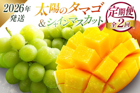 ＜2026年発送＞ フルーツ 定期便 太陽のタマゴ シャインマスカット 完熟 マンゴー ぶどう 先行予約 初夏 秋 旬 果物 全2回