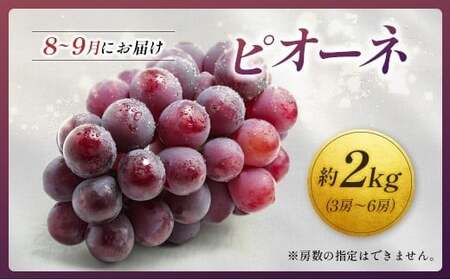 ＜2026年発送＞ フルーツ 定期便 太陽のタマゴ ピオーネ 完熟 マンゴー ぶどう 先行予約 初夏 秋 旬 果物 全2回