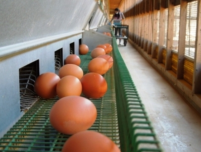 ☆放し飼い自然卵「歩荷」40個入箱