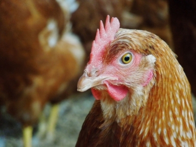 ☆放し飼い自然卵「歩荷」60個入箱