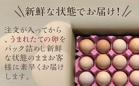 ☆名古屋コーチンの卵40個入り（36個+破卵保証4個）