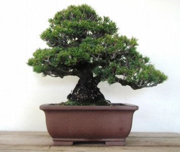 緑の芸術盆栽(中型サイズ)