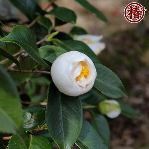 最新椿「月兎-つきうさぎ-」5号鉢開花見込み苗